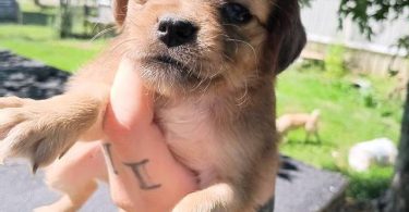 6 Chiweenie puppies for sale
