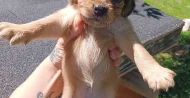 6 Chiweenie puppies for sale