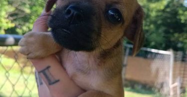 6 Chiweenie puppies for sale