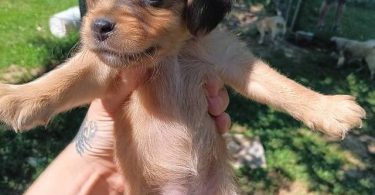 6 Chiweenie puppies for sale