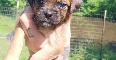 6 Chiweenie puppies for sale