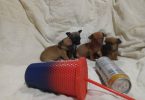 4 Tea Cup Chihuahua puppies