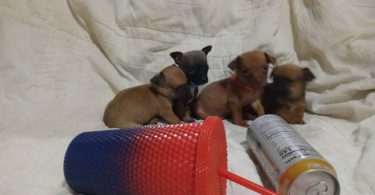 4 Tea Cup Chihuahua puppies