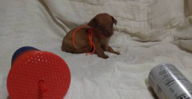 4 Tea Cup Chihuahua puppies