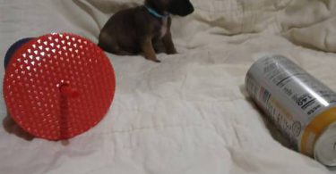 4 Tea Cup Chihuahua puppies