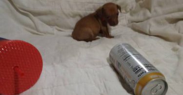 4 Tea Cup Chihuahua puppies