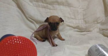 4 Tea Cup Chihuahua puppies