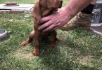 4 Vizsla puppies for sale