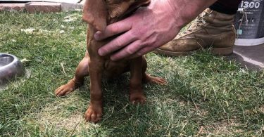 4 Vizsla puppies for sale