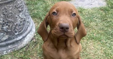 4 Vizsla puppies for sale