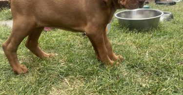 4 Vizsla puppies for sale