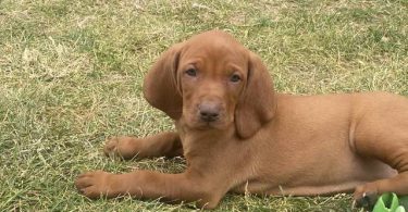 4 Vizsla puppies for sale