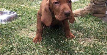 4 Vizsla puppies for sale
