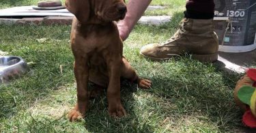 4 Vizsla puppies for sale