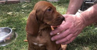 4 Vizsla puppies for sale