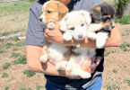3 female Corgi puppies for sale