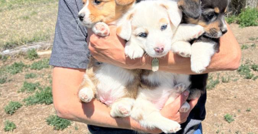 3 female Corgi puppies for sale