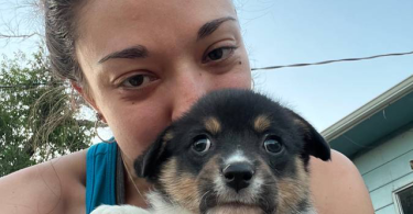 3 female Corgi puppies for sale