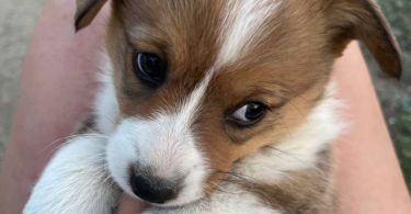 3 female Corgi puppies for sale