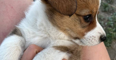 3 female Corgi puppies for sale