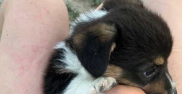 3 female Corgi puppies for sale