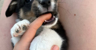 3 female Corgi puppies for sale