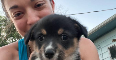 3 female Corgi puppies for sale