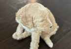 Apricot and black standard poodle puppies for sale