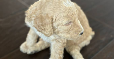 Apricot and black standard poodle puppies for sale
