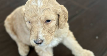 Apricot and black standard poodle puppies for sale