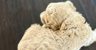 Apricot and black standard poodle puppies for sale
