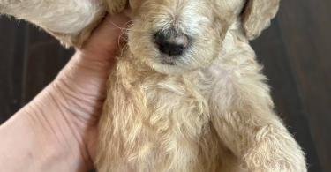 Apricot and black standard poodle puppies for sale