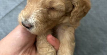 Apricot and black standard poodle puppies for sale