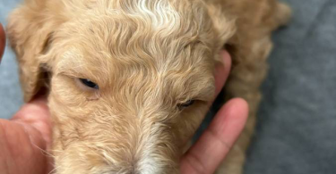 Apricot and black standard poodle puppies for sale