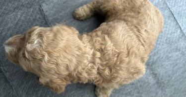 Apricot and black standard poodle puppies for sale
