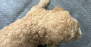 Apricot and black standard poodle puppies for sale