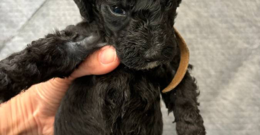 Apricot and black standard poodle puppies for sale