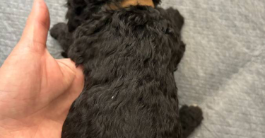 Apricot and black standard poodle puppies for sale