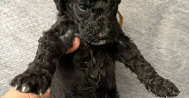 Apricot and black standard poodle puppies for sale