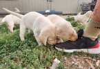6 adorable yellow Lab puppies for sale