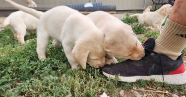 6 adorable yellow Lab puppies for sale