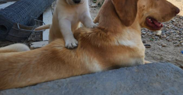 6 adorable yellow Lab puppies for sale