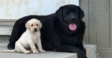 6 adorable yellow Lab puppies for sale
