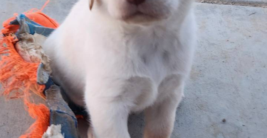 6 adorable yellow Lab puppies for sale