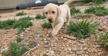 6 adorable yellow Lab puppies for sale