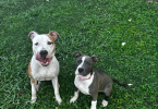 Blue and gotti pitbull puppies for adoption