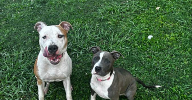 Blue and gotti pitbull puppies for adoption