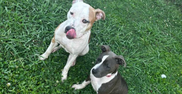 Blue and gotti pitbull puppies for adoption
