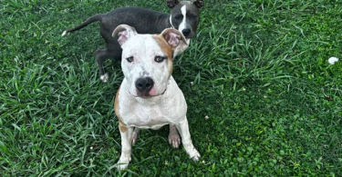 Blue and gotti pitbull puppies for adoption