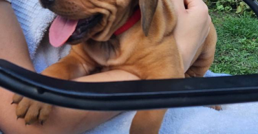 Red bone coonhound mix puppies